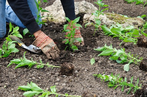 Professional gardener maintaining a tidy Sydenham garden
