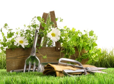 Seasonal garden maintenance in a Sydenham home garden