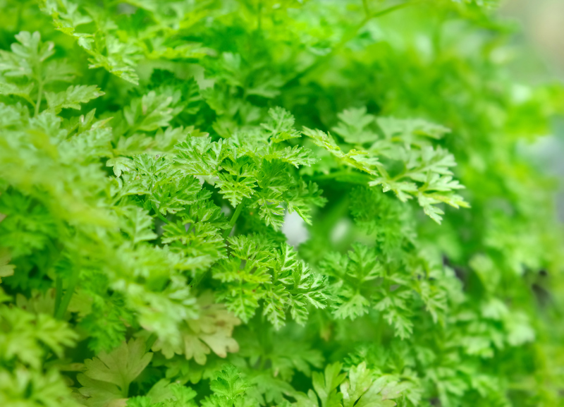 Garden lawn